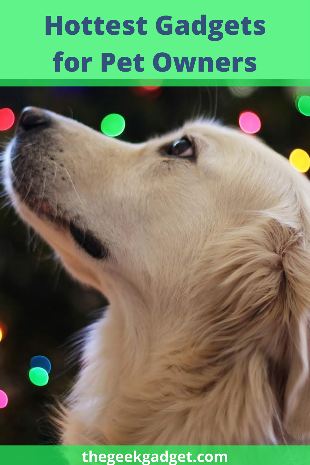 5 Amazing Gifts For Your Pet